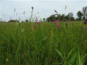 Gladiolus palustris na lokalite NPR Abrod.
