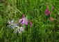 Gladiolus palustris v optimálnych stanovištných podmienkach spolu s Dianthus superbus.