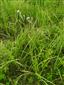 Cirsium brachycephalum v NPR Abrod.