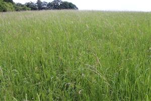 Vrbovce, U Chalupov. Súkvetia Serratula lycopifolia krátko pred rozkvitnutím.