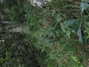 Jedince Adenophora liliifolia - v puku - v biotope Ls6.2