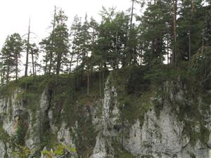 pohľad na lokalitu druhu Adenophora liliifolia