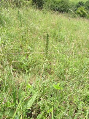 odkvitnutý jedinec Echium russicum vedľa TMP