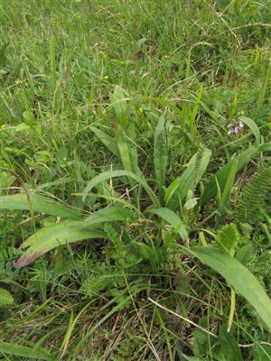 sterilné jedince Echium russicum na občasne kosenej časti TML