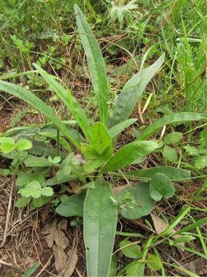 sterilný jedinec Echium russicum v TMP