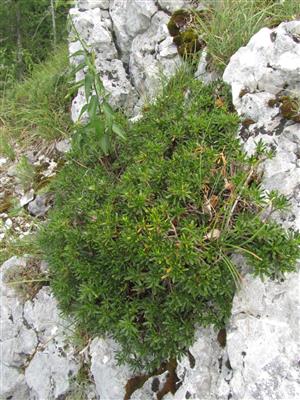 kvitnúci jedinec Daphne arbuscula (druhé kvitnutie - len s niekoľkými kvetmi/pukmi)