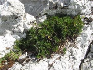 jedinec Daphne arbuscula - s niekoľkými kvetmi (v rámci druhého kvitnutia)