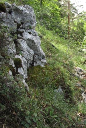 reliktná borina s výskytom jedincov Daphne arbuscula