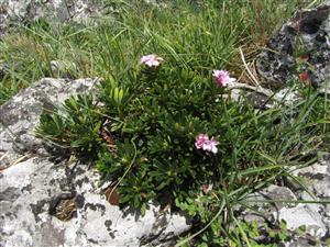 Kvitnúci lykovec muránsky v biotope Al3