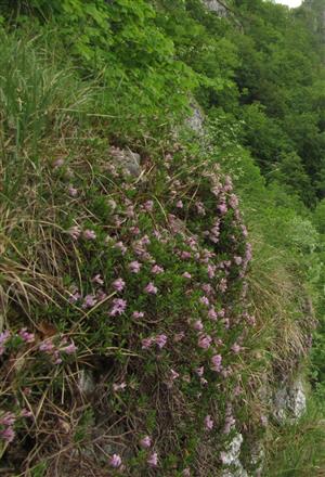 Kvitnúce jedince  Daphne arbuscula.