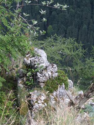 Biotop s Daphne arbuscula