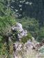 lykovec muránský (23.7.2015)