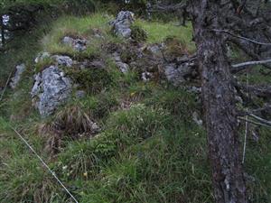 pohľad TMP s jedincami Daphne arbuscula