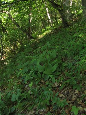 Biotop Ls5.4 s výskytom Cypripedium calceolus (1 trs)
