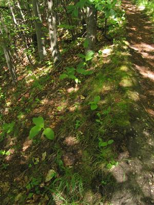 Jedince Cypripedium calceolus na okraji bučiny pri turistickom chodníku