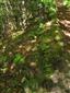 Jedince Cypripedium calceolus na okraji bučiny pri turistickom chodníku