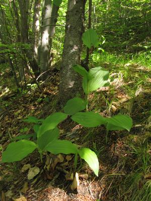 Jedince Cypripedium calceolus (sterilné a 1 odkvitnutý) pri chodníku