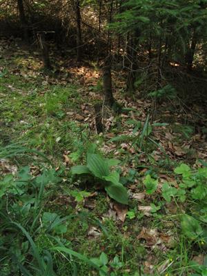 sterilné jedince Cypripedium calceolus na okraji lesa/lesnej cesty