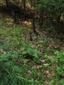 sterilné jedince Cypripedium calceolus na okraji lesa/lesnej cesty