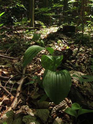sterilné jedince Cypripedium calceolus 