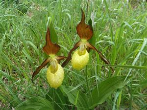 Cypripedium calceolus v J časti TML.