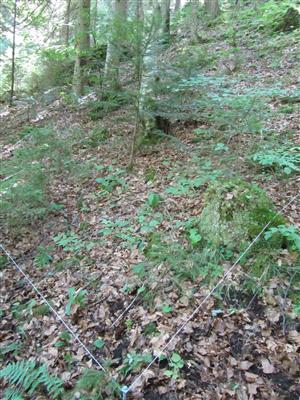 TMP druhu Cypripedium calceolus v TML