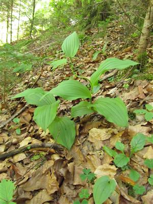 sterilný a fertilný jedinec Cypripedium calceolus v TMP