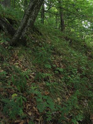 Biotop druhu Adenophora liliifolia - na okraji vápnomilnej bučiny (v záreze svahu)