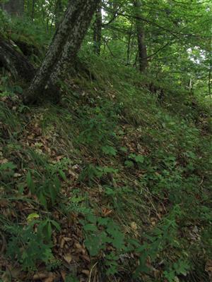 Biotop druhu Adenophora liliifolia - na okraji vápnomilnej bučiny (v záreze svahu)