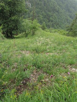 Biotop Pulsatilla subslavica a P. slavica na lokalite