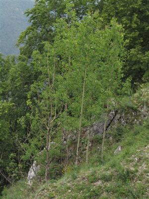 Jedince narastajúcich sukcesných drevín (osiky) na lokalite - v biotope Pulsatilla subslavica a P. slavica 