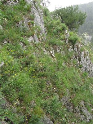 Biotop druhov  Pulsatilla slavica a Pulsatilla subslavica na lokalite.