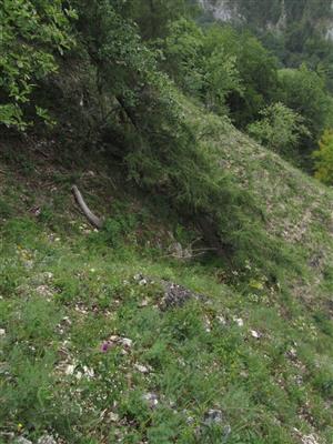 Biotop jedincov Pulsatilla slavica a Pulsatilla subslavica.
