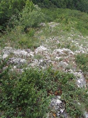 Biotop jedincov Pulsatilla subslavica na lokalite