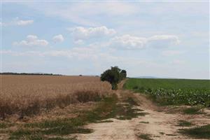Agrocenóza