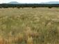 Vtrúsený výskyt Calamagrostis epigejos v biotope 6260 (Tr4).