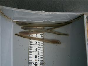 Lampetra planeri
