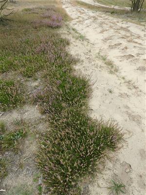 Pás kríčkov Calluna vulgaris pri pieskovej ceste.