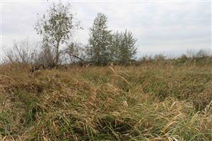 Habitat línie