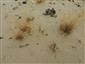 Corynephorus canescens zaviaty pieskom.