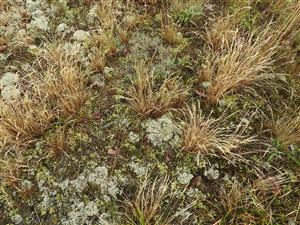 Pekne vyvinuté machovo-lišajníkové spoločenstvo spolu s Corynephorus canescens a Koeleria glauca.