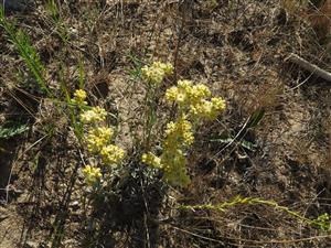 Dekoratívny druh pieskových stanovíšť Helichrysum arenarium