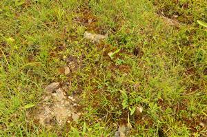 Detajlnejší pohľad na podrast