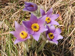 Trs Pulsatilla slavica