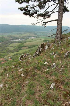 Záber na biotop monitorovaného druhu.