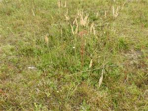 Calamagrostis epigejos prerastajúci kríček Calluna vulgaris.