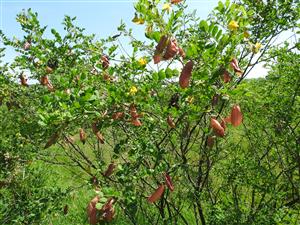 Colutea arborescens kvitnúci a zároveň s plodmi z minulého roka.