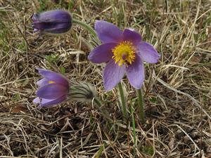 Skupina kvitnúcich Pulsatilla grandis pod borovicami.