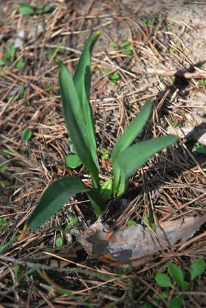 Colchicum arenarium - rastlina s plodom