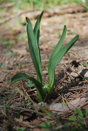 Colchicum arenarium - rastlina s plodom